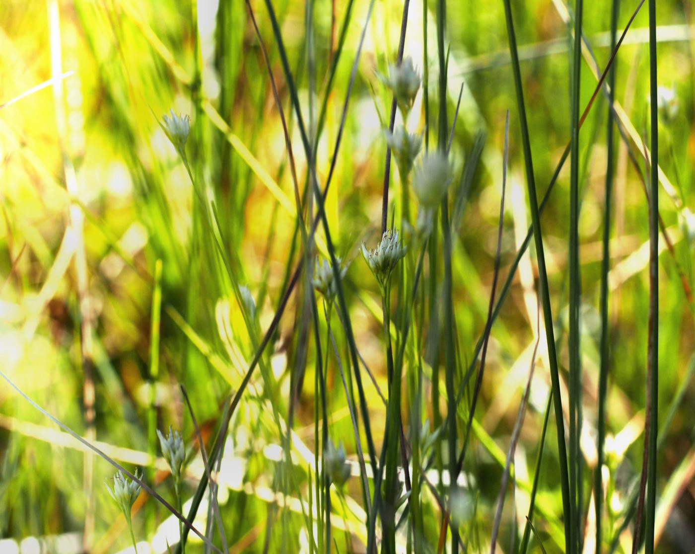 Beak-sedge, White plant